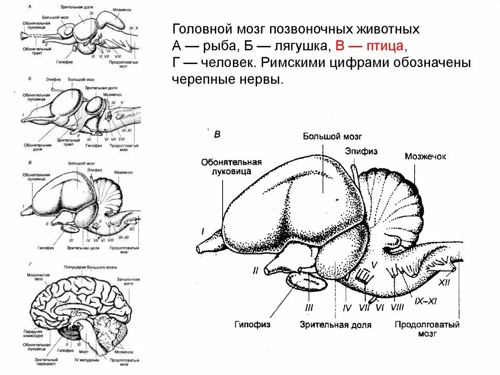 Филогенез мозга. Строение головного мозга позвоночных животных. Схемы строения головного мозга позвоночных животных. Строение головного мозга позвоночных таблица. Филогенез головного мозга позвоночных таблица.