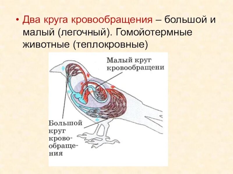 У каких животных один круг кровообращения. Два круга кровообращения. Большой и малый круги кровообращения у животных. Два круга кровообращения у животных. Большой круг кровообращения у животных.