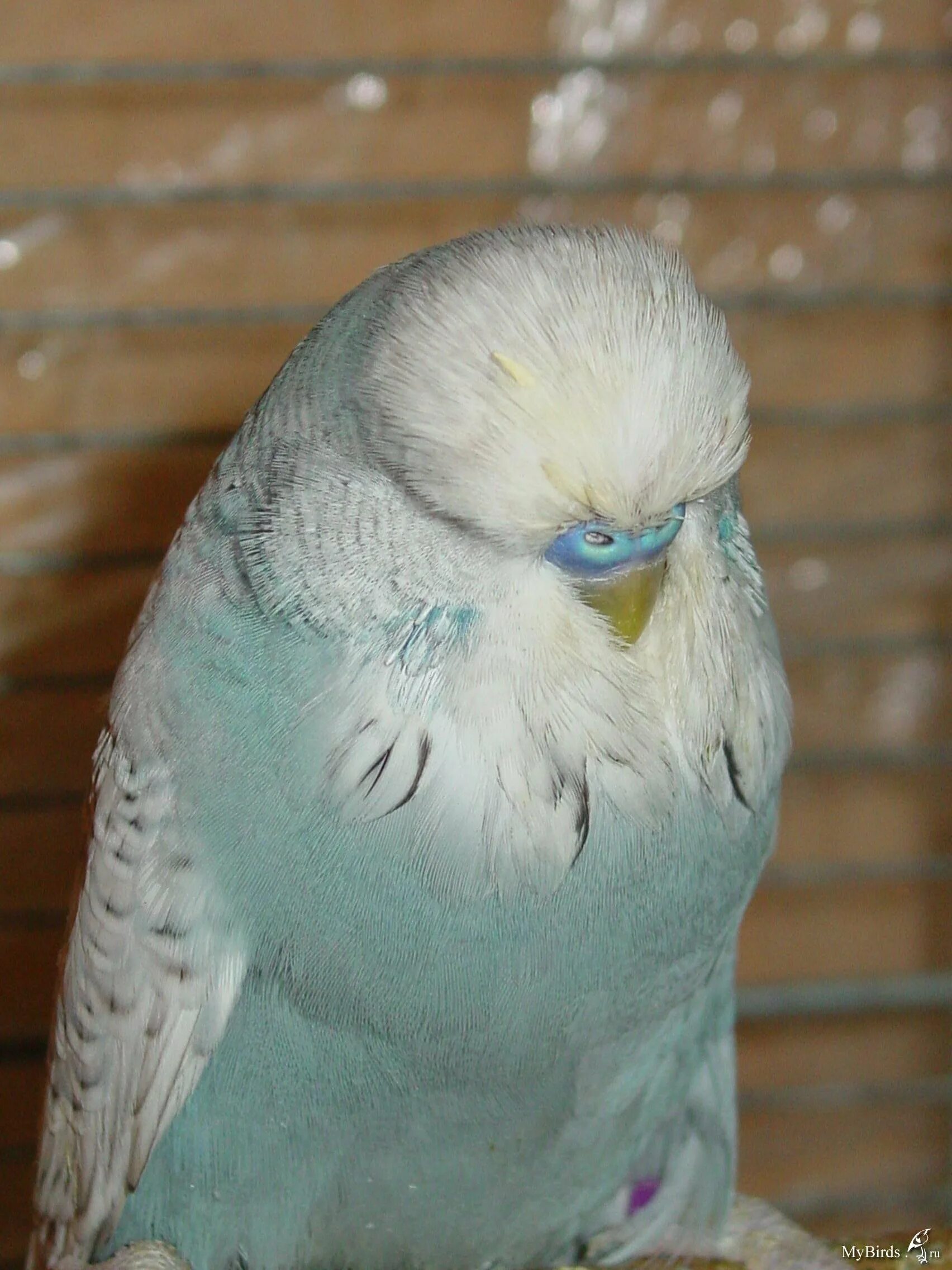 попугай чех фото. выставочный волнистый попугай чех. выставочный попугай чех. зеленый чех попугай. чеху отзывы.