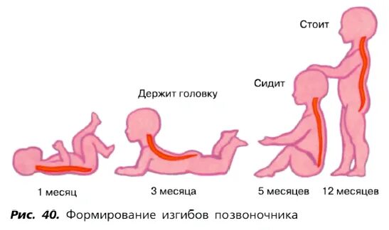 Развитие изгибов позвоночника. Этапы формирования изгибов позвоночника. Формирование изгибов позвоночника у ребенка сроки. Стадии формирования изгиба позвоночника. Формирование физиологических изгибов позвоночника у детей.