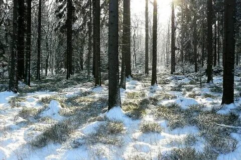 Форма снега в лесу