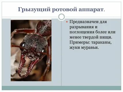 Грызущие насекомые