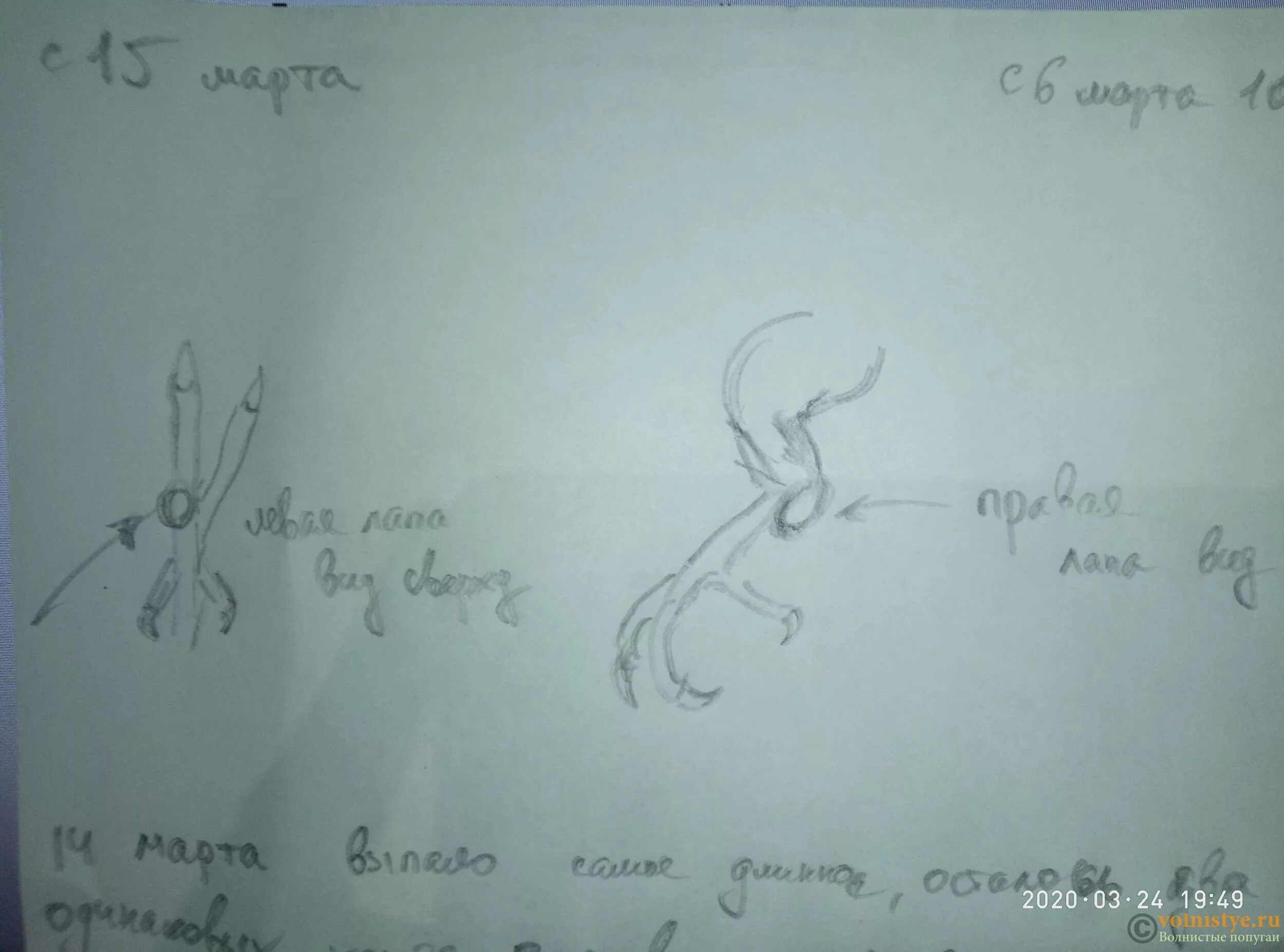 Можно ли клеща смыть в унитаз. Можно ли клеща смыть в унитаз