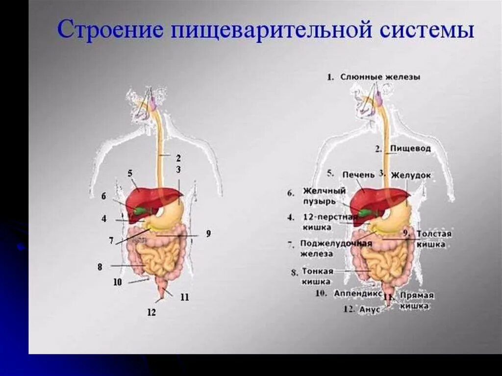 2 пищевод. Строение 12 перстной кишки органы. Строение органов пищеварения пищеварительная система. Общий план строения пищеварительной системы человека анатомия. Строение 12перстный кишки в пищеварительной системе.