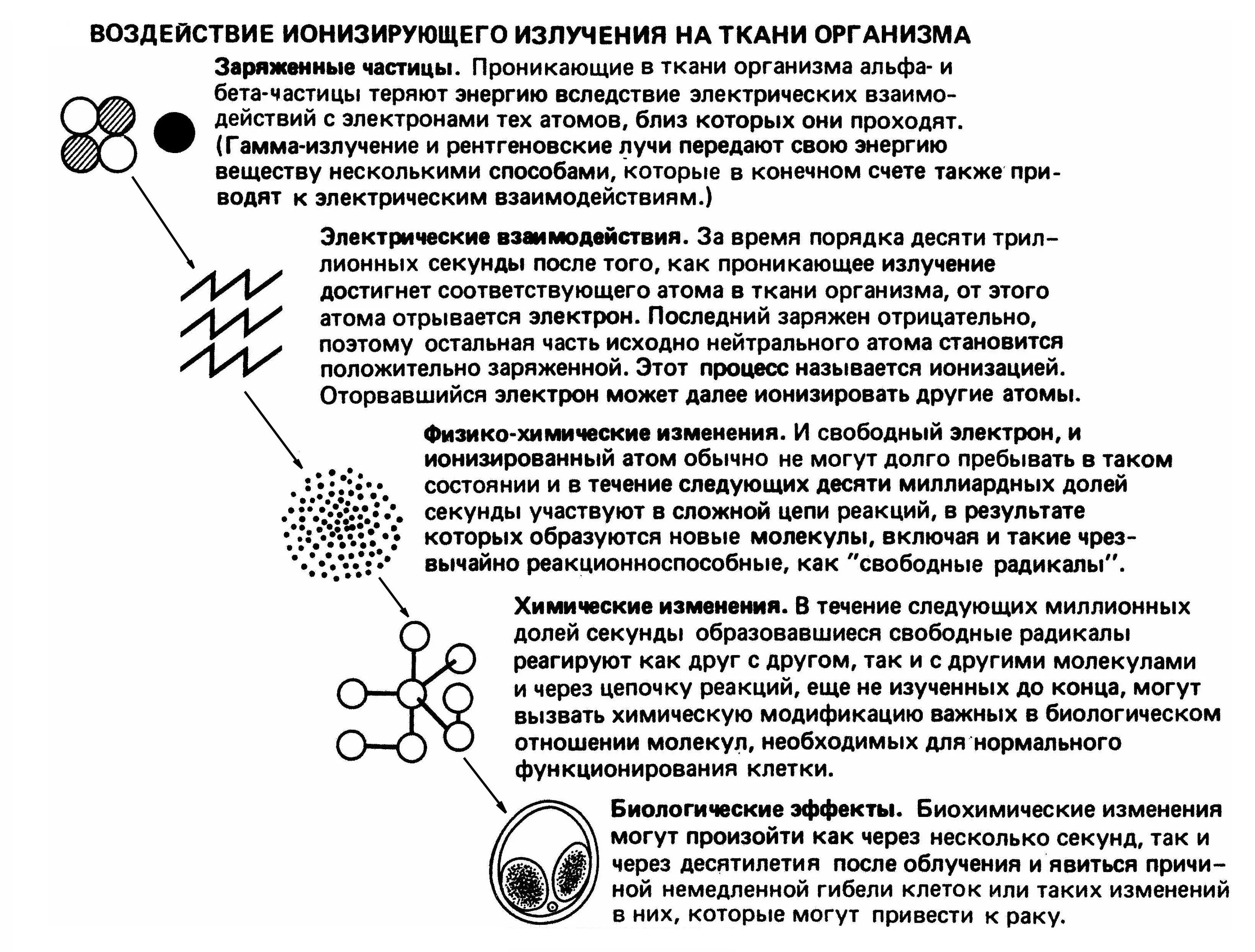 Механизм действия ионизирующего излучения на клетки и ткани. Механизм действия ионизирующего излучения на опухоль. Основные реакции организма на действие ионизирующего излучения.. Воздействие ионизирующего излучения на ткани организма.