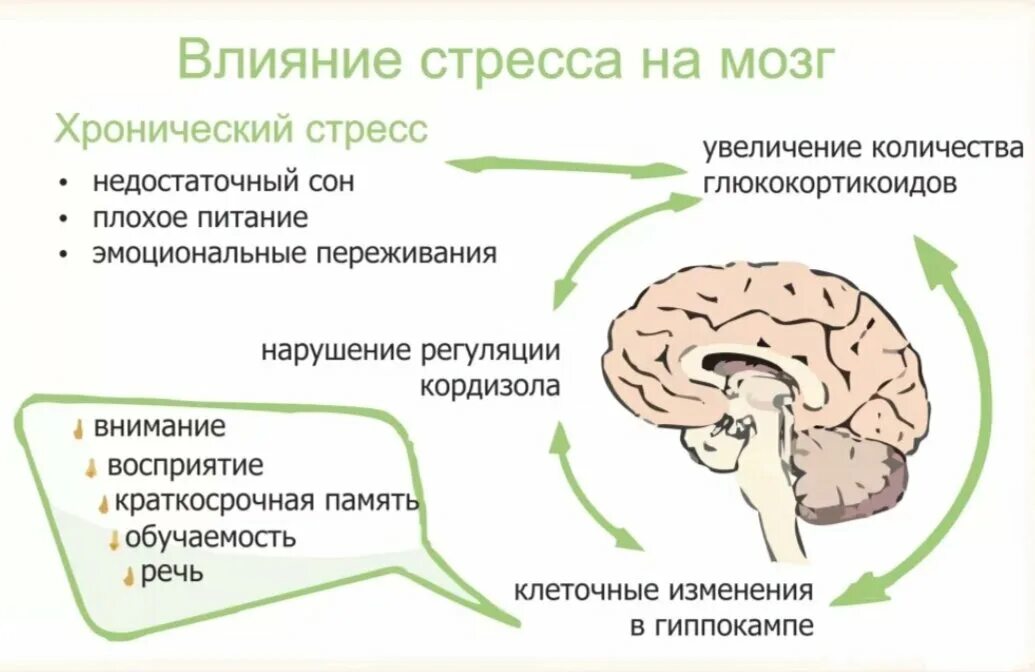 Влияние стресса на мозг. Стресс и мозг человека. Влияние стресса на головной мозг. Структуры мозга при стрессе.