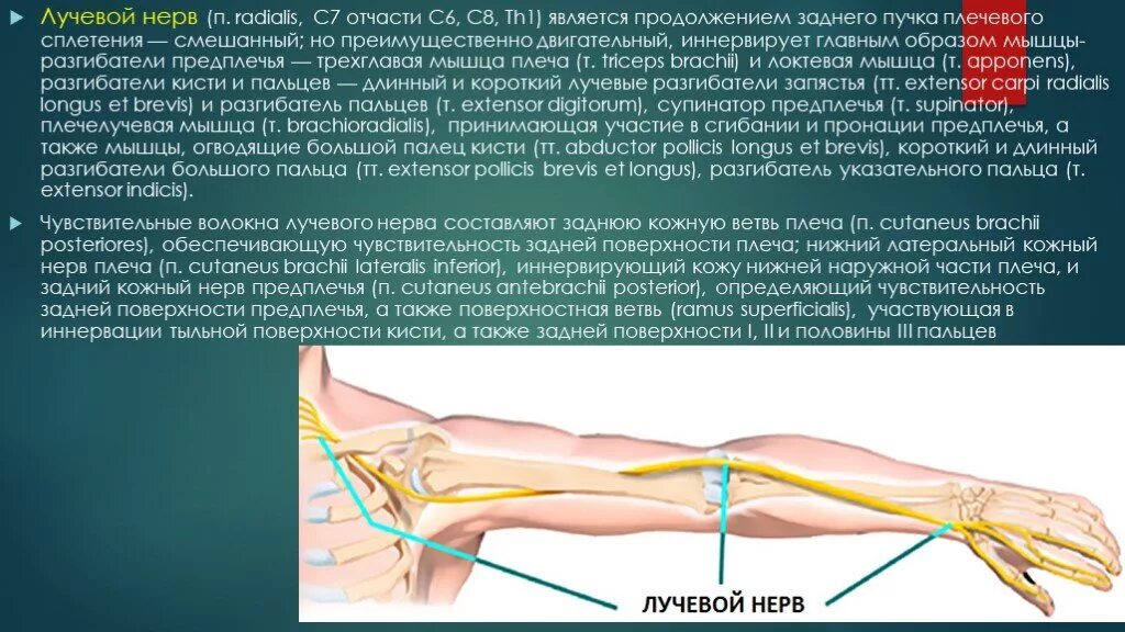 Нейропатия кисти. Топография лучевого нерва. Полинейропатия лучевого нерва. Невропатия лучевого нерва анатомия. Область иннервации лучевого нерва.