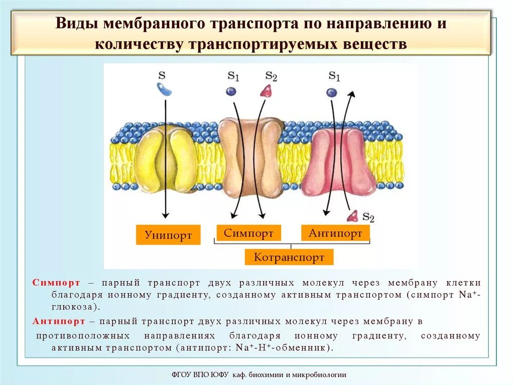 Какой вид мембранного транспорта показан на рисунке. Виды активного транспорта через плазматическую мембрану. Виды транспорта по направлению и количеству переносимого вещества. Активный вид транспорта в мембране. Унипорт пассивный транспорт.