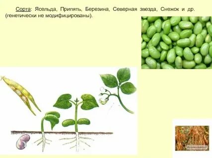 Мировой лидер по выращиванию сои
