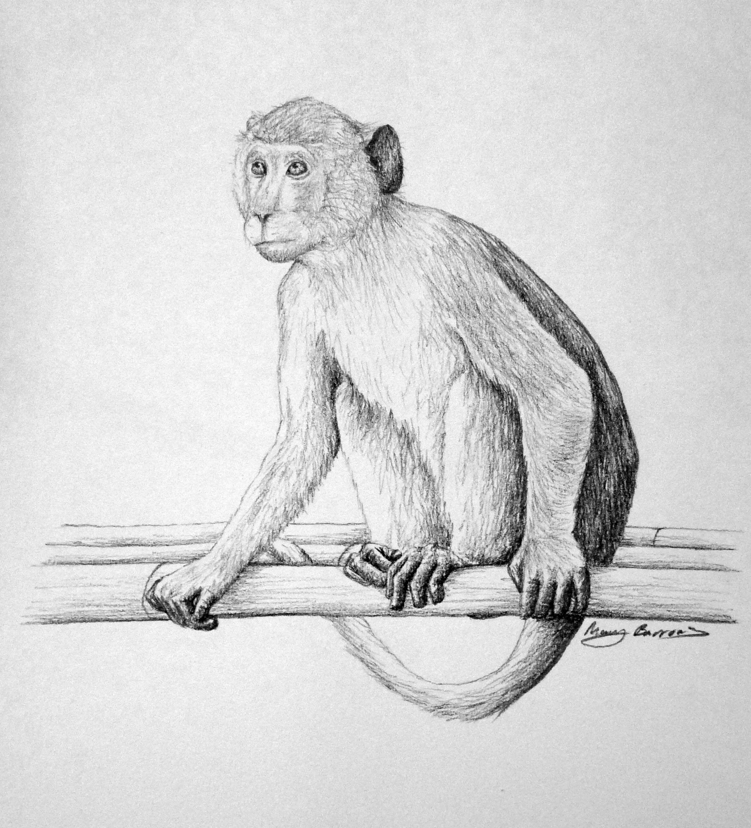 Обезьяна рисунок карандашом. Рисунок обезьяны карандашом для срисовки. Обезьяна набросок. Шимпанзе для срисовки. Рисунок обезьяны карандашом