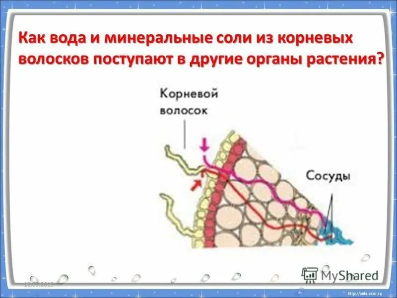 продвижение веществ поглощенных корневыми волосками