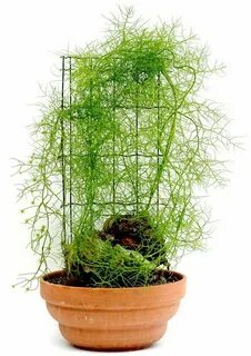 Easy plants