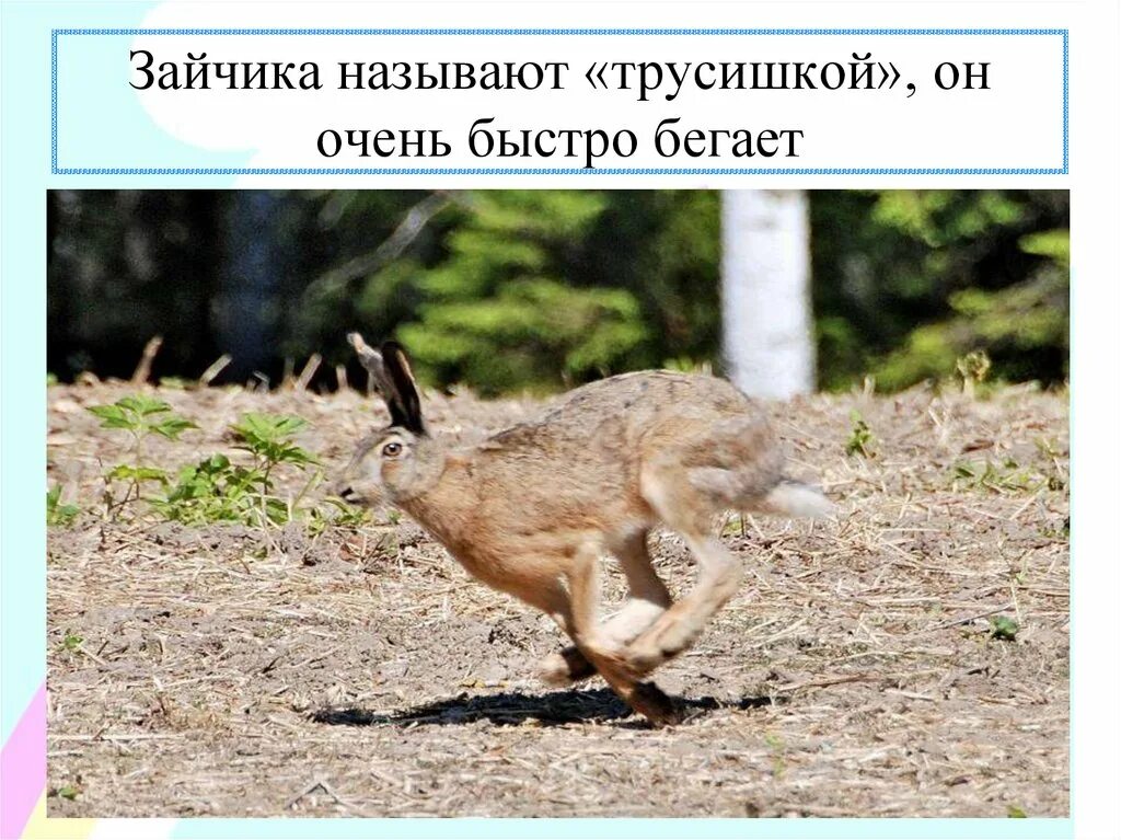 Заяц бежит. Почему заяц бегает. Заяц русак в прыжке. Заяц русак в прыжке. Хвост зайца русака.