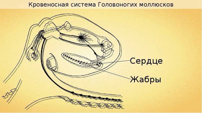 Класс головоногие выделительная система. Дыхательная система головоногих. класс головоногие кровеносная система. головоногие моллюски дыхание. кровеносная система система у головоногих моллюсков.