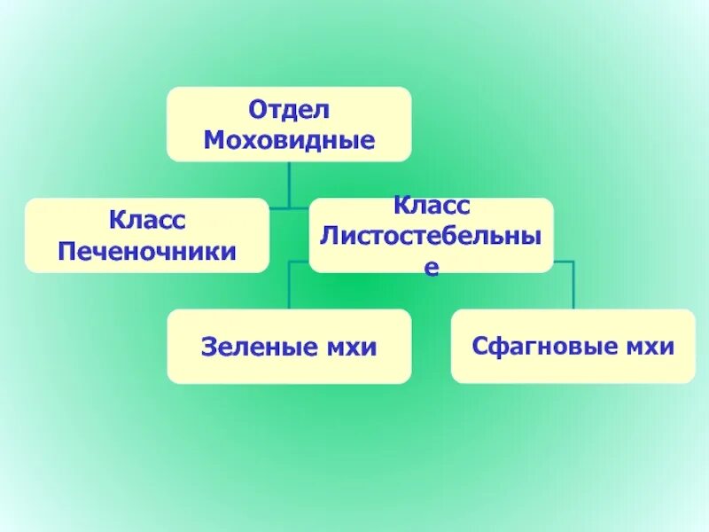 Отдел моховидные 6 класс