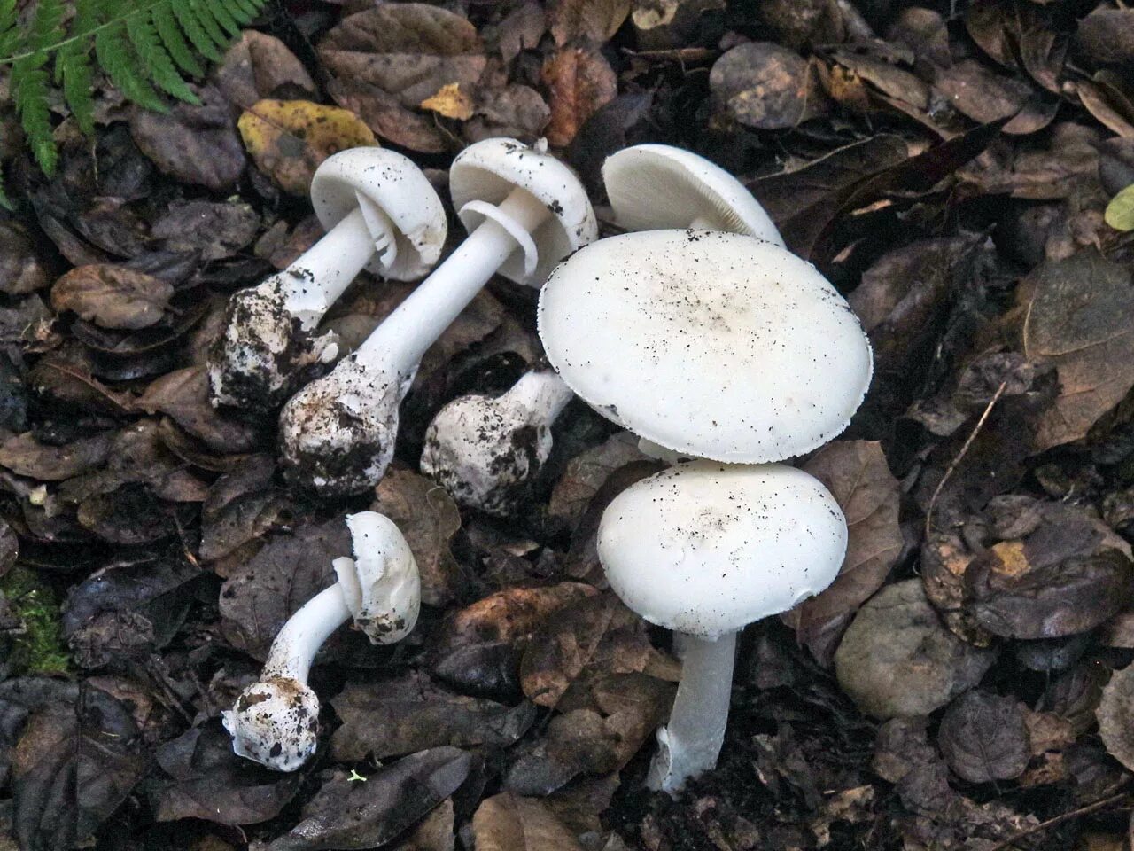 Поганка гриб можно есть. Мухомор и бледная поганка. Бледная поганка гриб. Поплавок белый Amanita Alba. Белая поганка гриб.