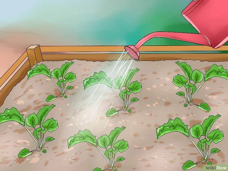 We were watering the plants. Сухой полив растений это. Сухой полив для цветов. Полив растений растений анимация. Полив растений картинки для детей.