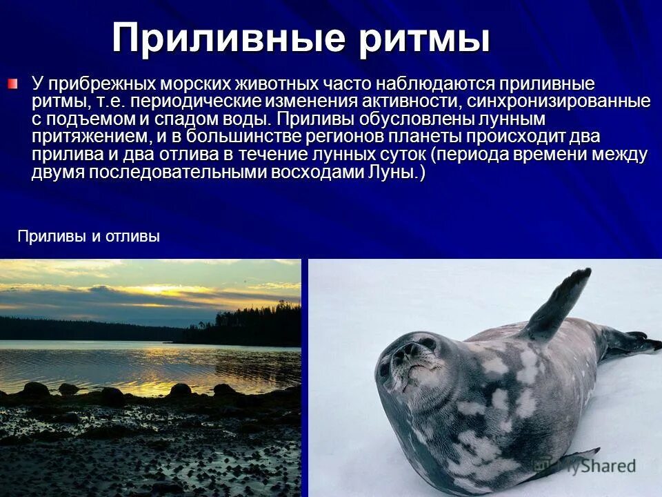 наука изучающая биоритмы. биологические ритмы животных.