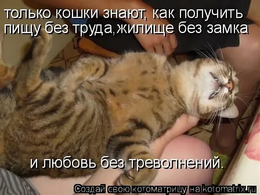 У нас только кошка. Ляг или лёг. Кошка защищает котят. У нас только кошка. Полосатый кот с зелеными глазами.