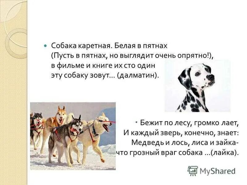 Поедложениесо слоаом собака. Проект про собаку по русскому. Предложение про собаку. Предложение к слову собака.