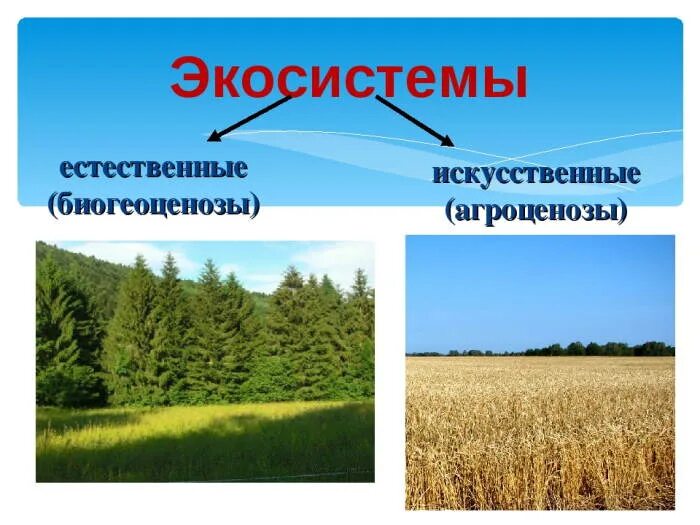 Распределите признаки сообществ по группам агроценоз. Естественная экосистема биогеоценоз. Искусственная экосистема агробиоценоз. Природные и искусственные экосистемы. Естественная экологическая система это.