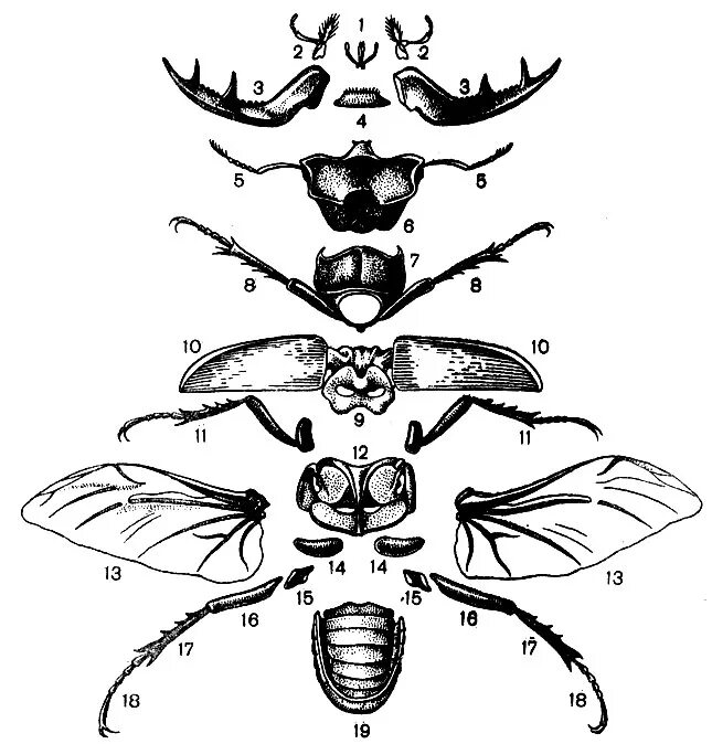 Строение насекомого майского жука. Строение насекомых Майский Жук. Энтомология майского жука. Препарирование майского жука. Переднегрудь майского жука.