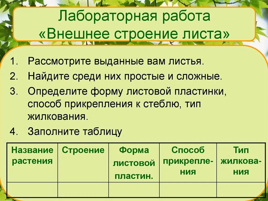 Лабораторная работа строение листьев. Лабораторная работа внешнее строение листа биология 6. лабораторная работа строение листа. внешнее строение листа. лабораторная работа внутреннее строение листа.