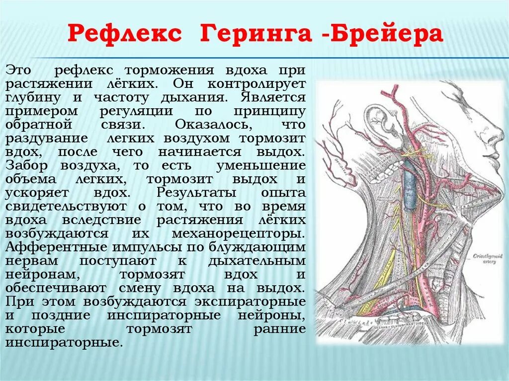 Регуляция блуждающего нерва. Синокаротидного рефлекса Геринга.. Рефлекс Геринга-Брейера. Рефлекс растяжения Геринга-Брейера. Синокаротидный рефлекс Чермака Геринга.