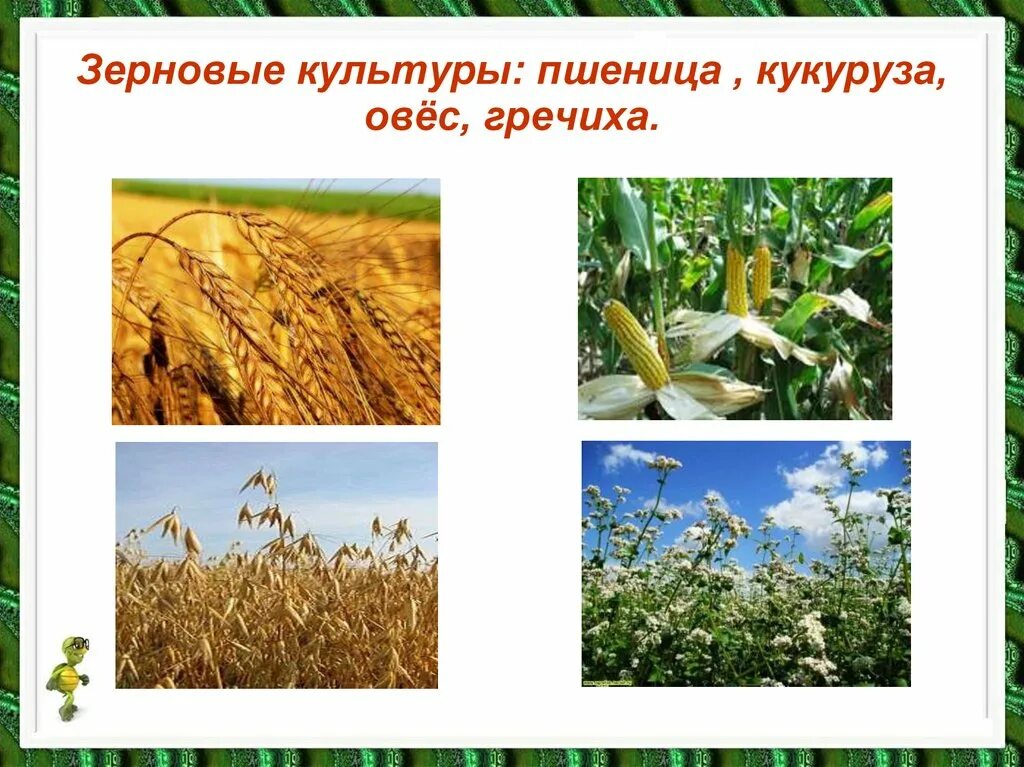 Природное сообщество поле 5 класс. Поле и его обитатели. Природное сообщество поле сообщение. Культурные растения поля. Поле это окружающий мир.