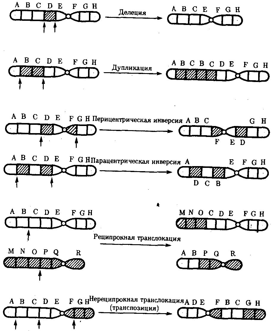 Потеря хромосом. Типы хромосомных мутаций схема. хромосомные мутации схема. мутации хромосомные схема делеция. схема образования хромосомных мутаций.