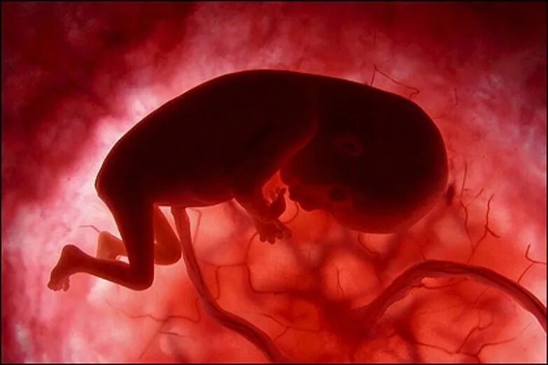 Малыш в утробе матери. Ребеночек в животике.
