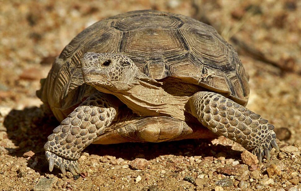 Среднеазиатская Степная черепаха. Среднеазиатская черепаха. Среднеазиатская сухопутная черепаха. Сренеаззиаская черепа.