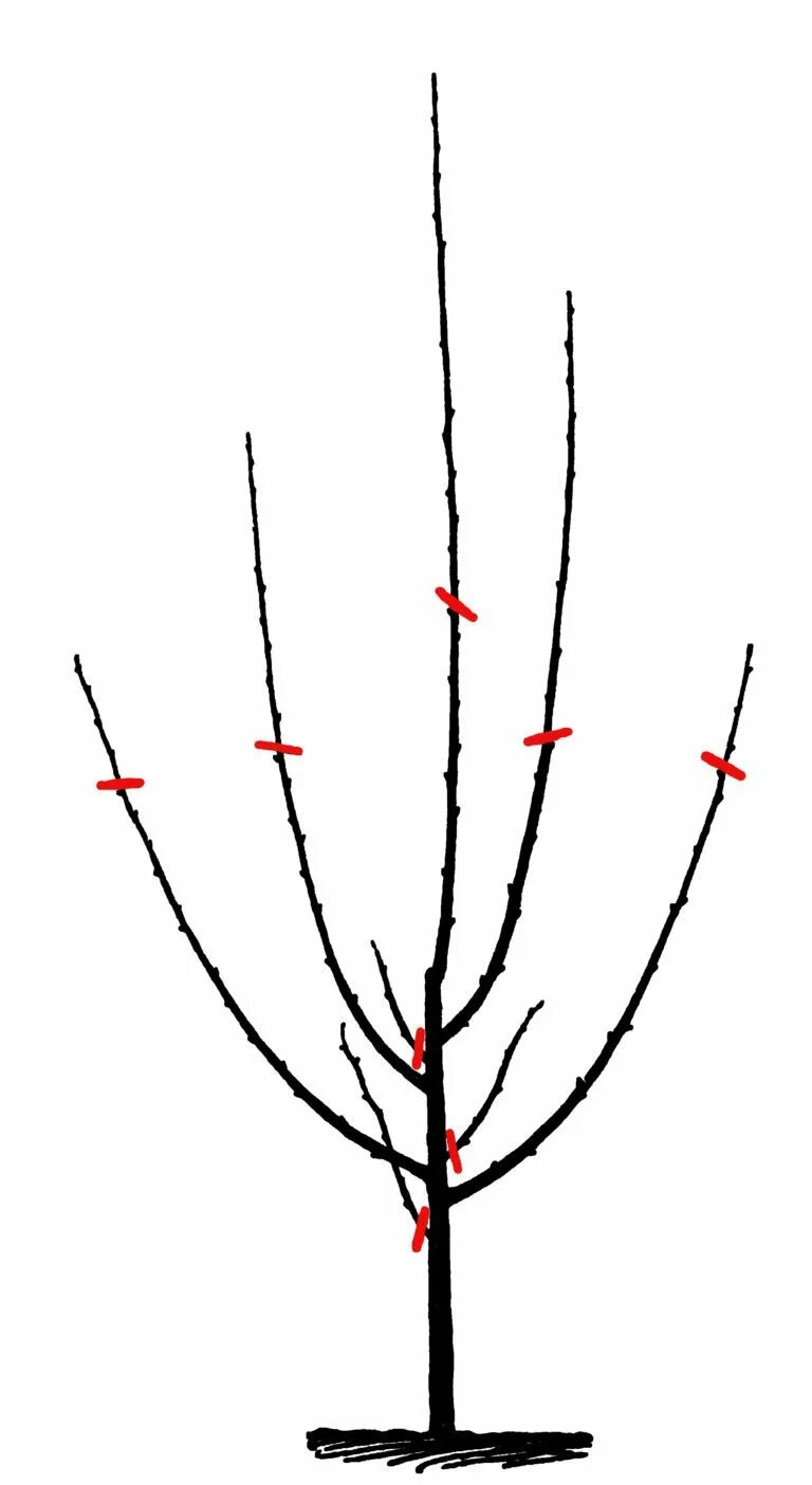 Правильно обрезать саженцы. Разреженно-ярусная крона черешни. Весенняя обрезка черешни схема. Формировка кроны черешни. Формировка вишни.