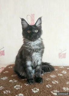 Кунов тюмень