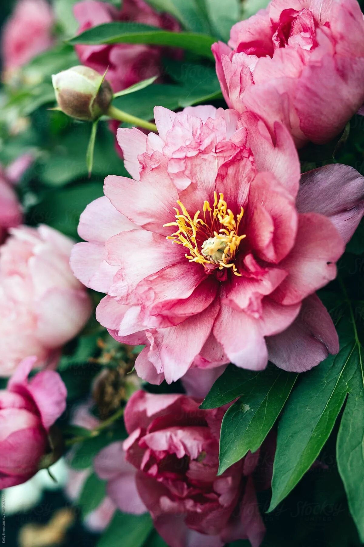 Peonies bloom