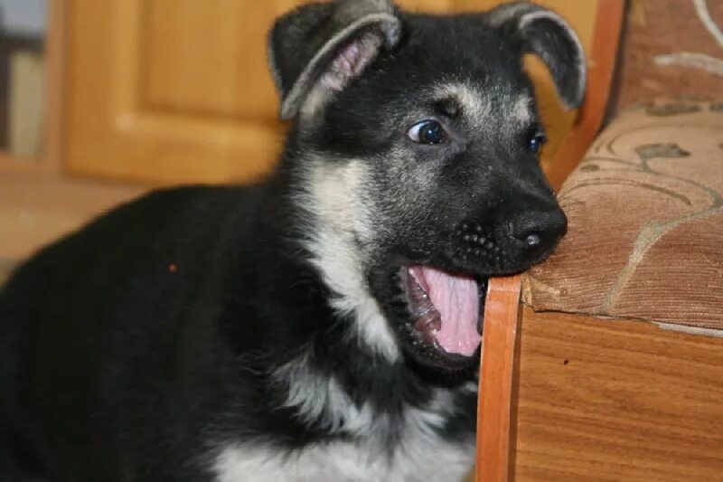 пупок у щенка немецкой овчарки. упали уши у длинношерстной овчарки. немецкая овчарка щенок грыжа. гигрома скакательного сустава у собак. зубы у восточно европейской овчарки.