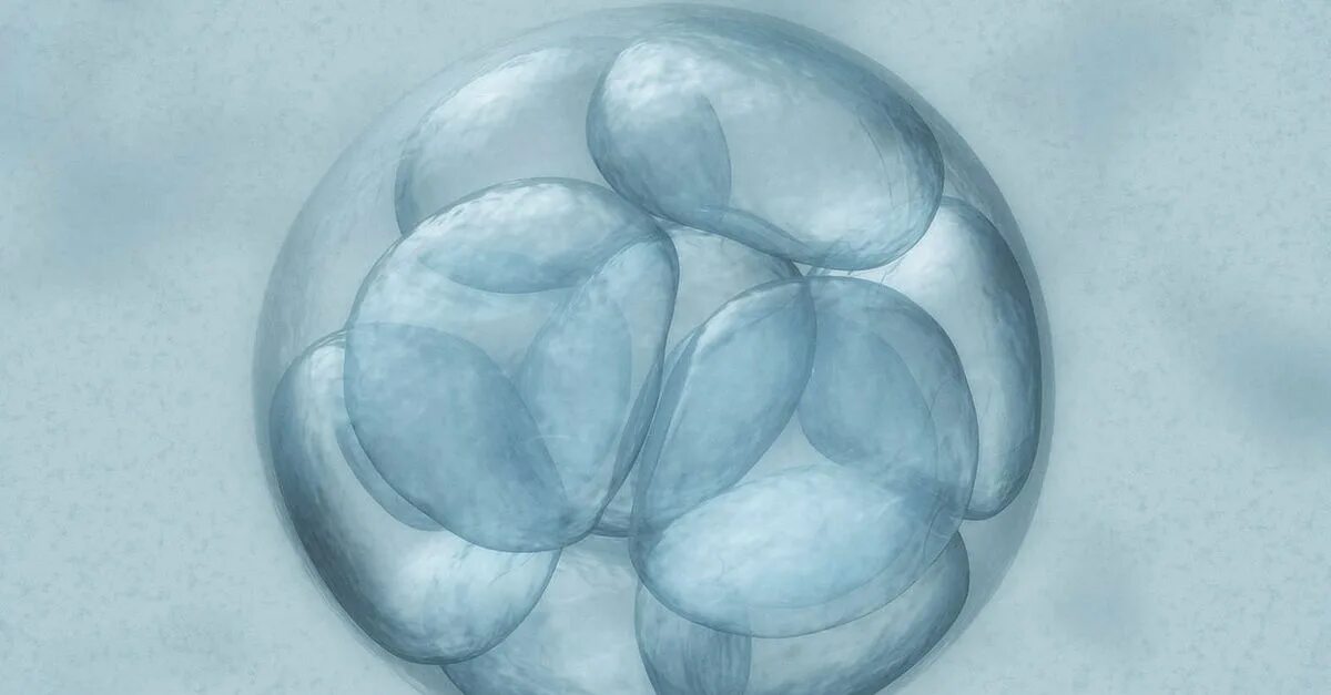 Что такое эмбрионы при эко. Заморозка эмбрионов. трансплантация эмбрионов. замороженные эмбрионы эко.
