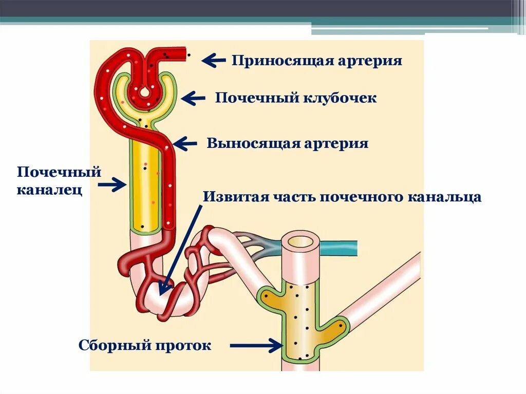 Мочевыделительная система строение нефрона. Строение выделительной системы человека 8 класс. Приносящая артерия нефрона строение. Органы мочевыделения, нефрона биология 8 класс.