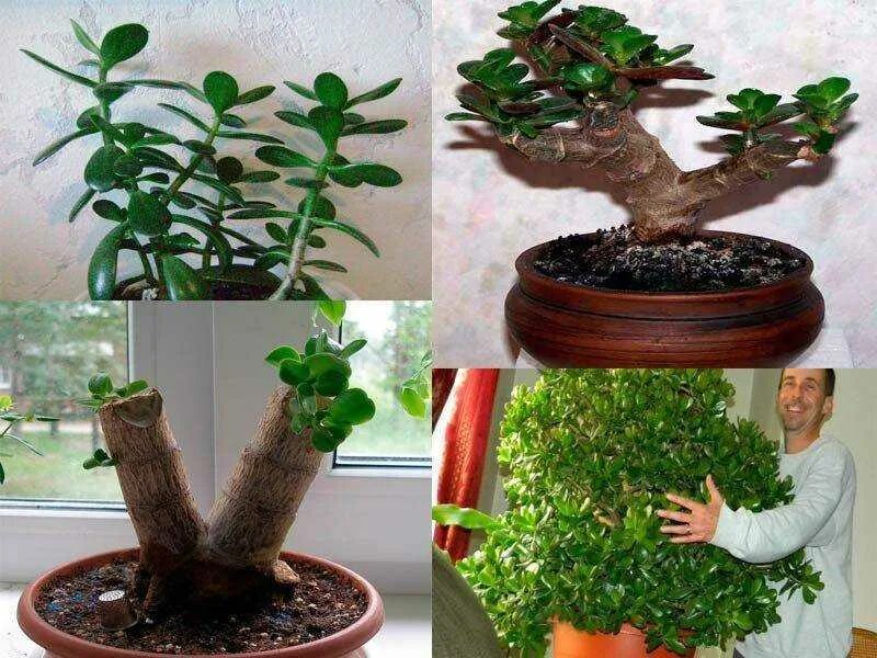 Как подстричь денежное дерево