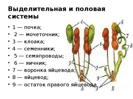 Половая система выделяет