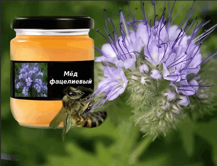 ✅ Phacelia honey: description, useful properties and contraindications, how to s