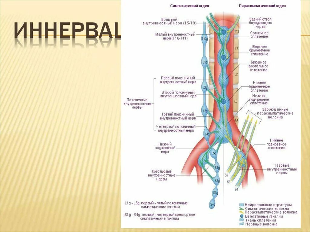 Нервные узлы сплетения. Брюшное аортальное сплетение схема. Узлы симпатического ствола анатомия. Грудной отдел симпатического ствола схема. Большой и малый внутренностный нерв.