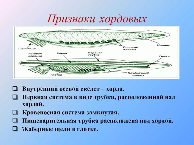 Человек класс хордовых. Строение хордовых животных. хордовые нервная система. скелет хордовых. нервная система хордовых.