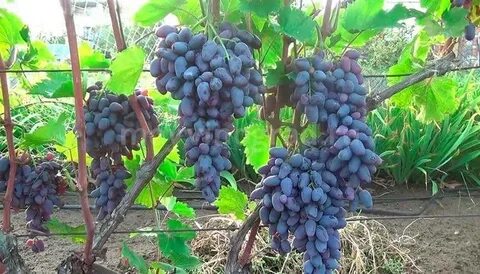 Виноград сорт памяти