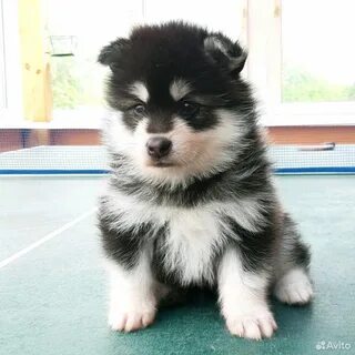 Питомник миле