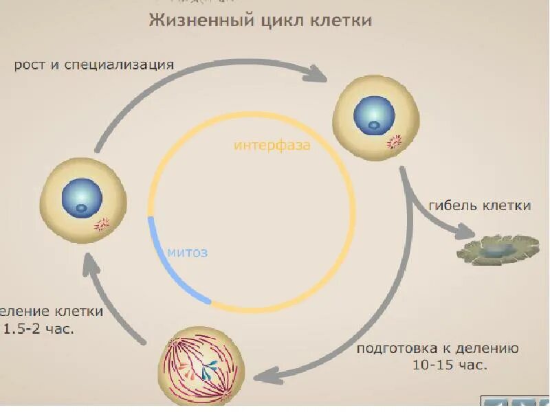 Схема стадий жизненного цикла клетки. Жизненный цикл нервной клетки. Стадии жизненного цикла соматической клетки. Стадия жизненного цикла клетки схема.