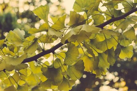 Ginko египетский