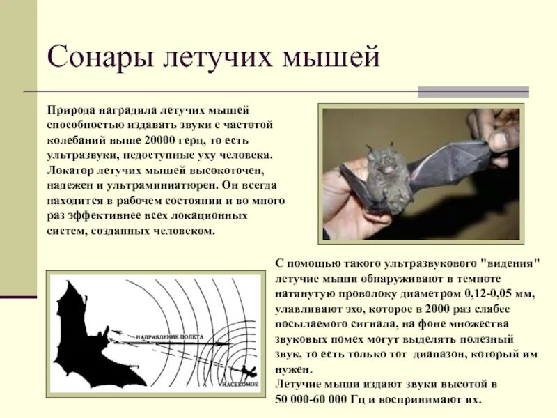 Какой тип сенсорной системы используют летучие мыши. Летучая мышь ультразвук. Органы чувств летучей мыши. Частота звука летучих мышей. Слух летучей мыши.