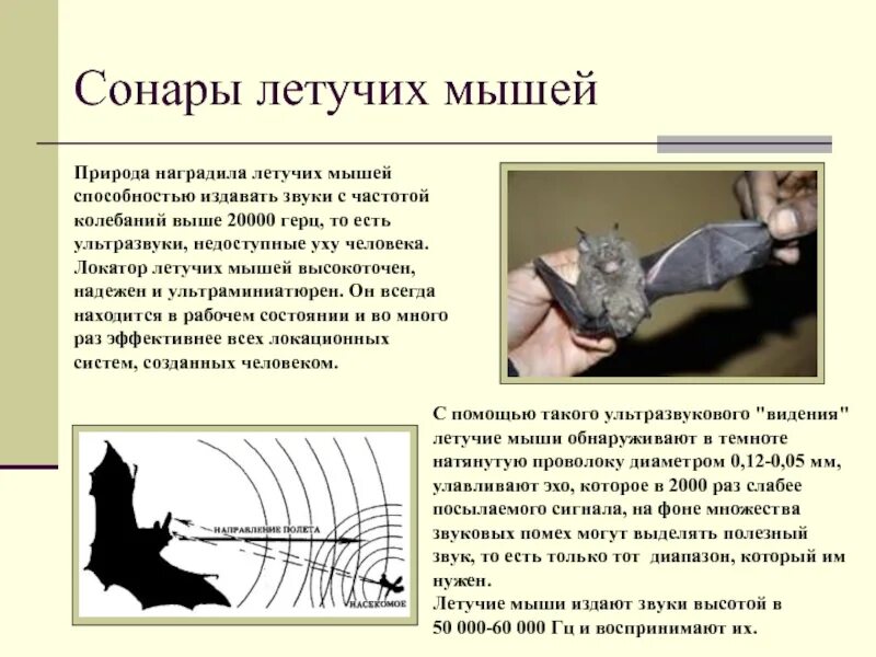 Какой тип сенсорной системы используют летучие мыши. Летучая мышь ультразвук. органы чувств летучей мыши. частота звука летучих мышей. слух летучей мыши.