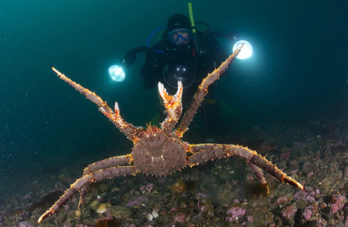 Камчатский краб Охотское море. Глубоководный Камчатский краб. Камчатский краб в японском море. Камчатский краб в тихом океане. Большой камчатский краб